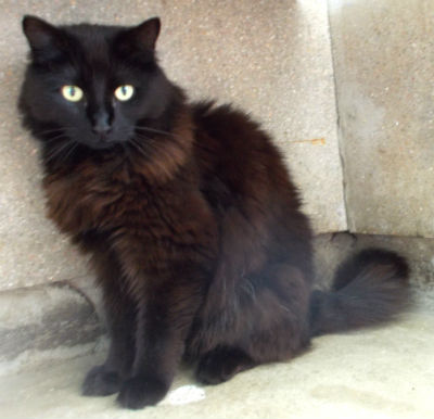 black cat Margaret Green Animal Rescue charity.jpg black cat Margaret Green Animal Rescue charity.jpg